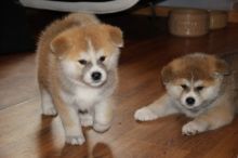🟥🍁🟥 LOVELY CANADIAN 🐕 AKITA INU PUPPIES 🟥🍁🟥