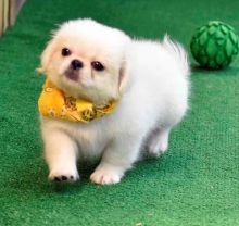 🟥🍁🟥 CANADIAN MALE AND FEMALE PEKINGESE PUPPIES AVAILABLE Image eClassifieds4u 1