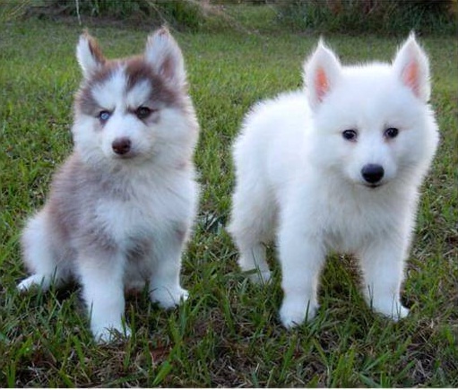 🟥🍁🟥 CANADIAN MALE AND FEMALE Pomsky PUPPIES AVAILABLE Image eClassifieds4u