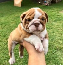 🟥🍁🟥 CANADIAN MALE AND FEMALE ENGLISH BULLDOG PUPPIES AVAILABLE Image eClassifieds4U