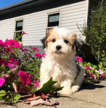 🟥🍁🟥 CANADIAN MALE AND FEMALE SHIH TZU PUPPIES AVAILABLE Image eClassifieds4u 2