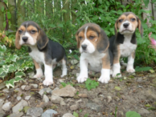 🟥🍁🟥 GORGEOUS SHIBA INU 🐶🐶 PUPPIES 650$ 🟥🍁🟥 Image eClassifieds4u 2