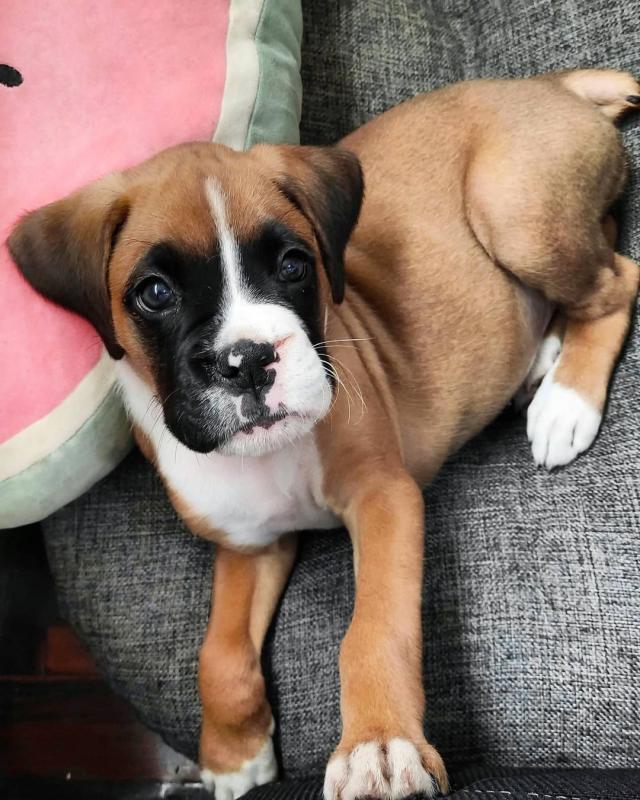 Pretty boxer puppies for adoption Image eClassifieds4u