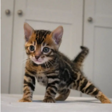 Affordable Bengal kittens near me
