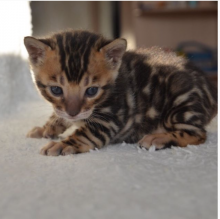 Bengal kittens for sale near me