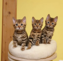 Bengal kittens for sale near me