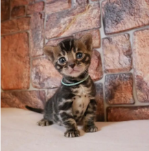 Bengal kittens for sale near me