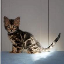 Bengals kittens for sale in Toronto