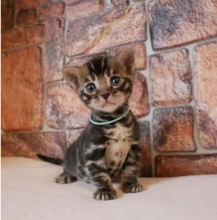 Purebred Bengal kittens for sale