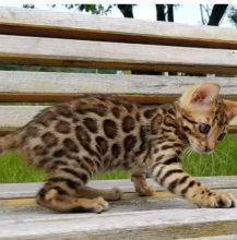Purebred Bengal kittens for sale near me