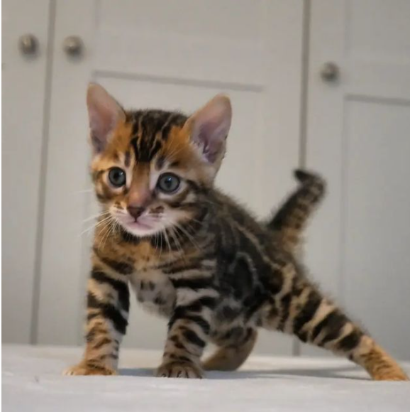 Bengal kittens available near me Image eClassifieds4u