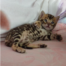 Bengal kittens available near me Image eClassifieds4u 3