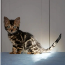 Bengal kittens for sale near me Image eClassifieds4u 4