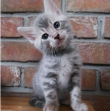 Bengal kittens for sale near me Image eClassifieds4u 2