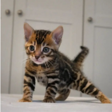 Bengal kittens for sale near me Image eClassifieds4u 3