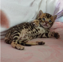 Bengal kittens for sale near me Image eClassifieds4u 1