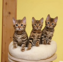 Bengal kittens for sale near me Image eClassifieds4u 2