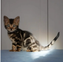 Bengals kittens for sale in Toronto Image eClassifieds4u 1