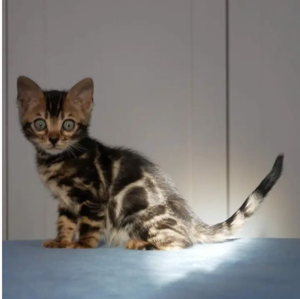 Purebred Bengal kittens for sale Image eClassifieds4u