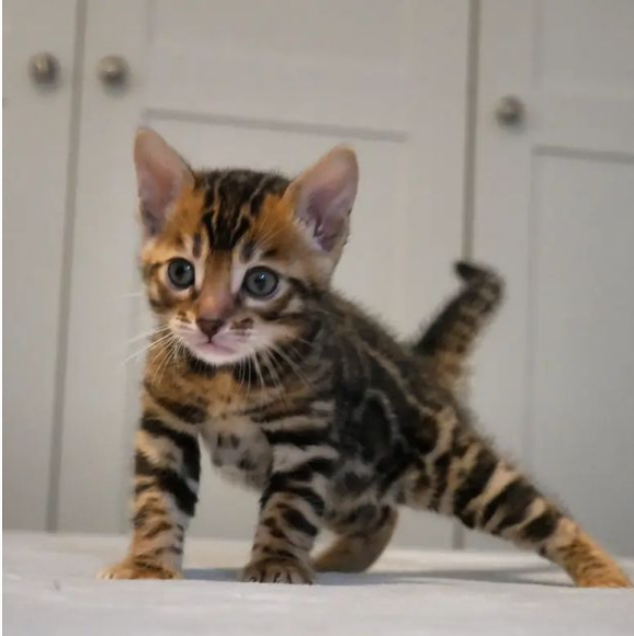 Purebred bengal kittens for sale near me Image eClassifieds4u