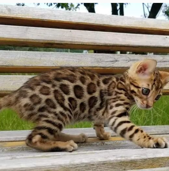 Purebred Bengal kittens for sale near me Image eClassifieds4u