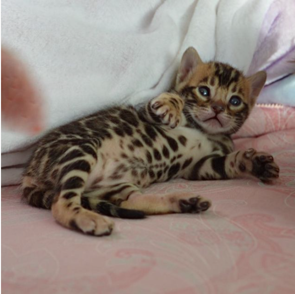 Purebred bengal kittens for sale near me Image eClassifieds4u