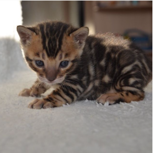 Purebred bengal kittens for sale near me Image eClassifieds4u