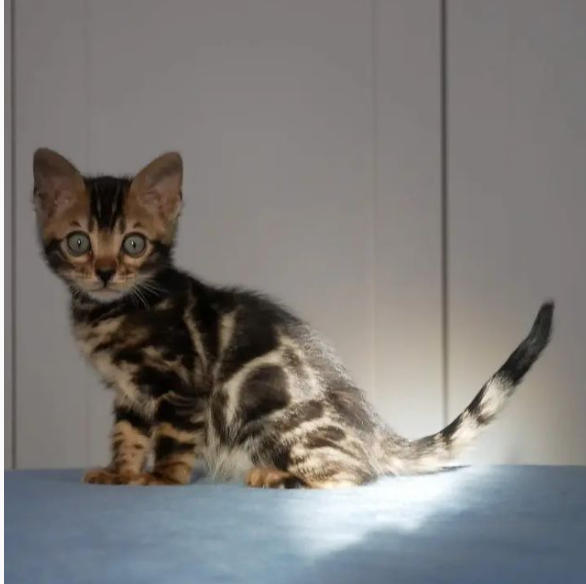 Purebred bengal kittens for sale near me Image eClassifieds4u