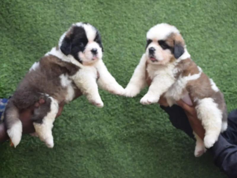 🐕🐕 LOVELY 2022 🐕🐕 C.K.C SAINT-BERNARD PUPPIES 🐕 FOR SALE 650$ 🐕🐕 Image eClassifieds4u