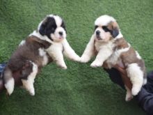 🐕🐕 LOVELY 2022 🐕🐕 C.K.C SAINT-BERNARD PUPPIES 🐕 FOR SALE 650$ 🐕🐕