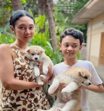 💗💕💗 LOVELY SIHBA INU PUPPIES 🟥🍁🟥 READY TO GO NOW ✅💯✈️ Image eClassifieds4u 1