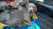 🟥🍁🟥 CANADIAN Weimaraner 🐶 Puppies for Sale 650$ 🐶🐶