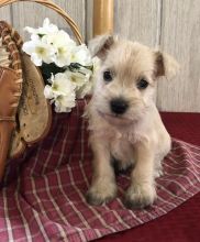 🟥🍁🟥 CKC MALE/FEMALE MINIATURE SCHNAUZER PUPPIES 🟥🍁🟥