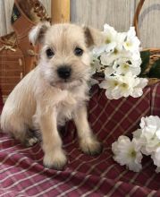 🟥🍁🟥 CKC MALE/FEMALE MINIATURE SCHNAUZER PUPPIES 🟥🍁🟥