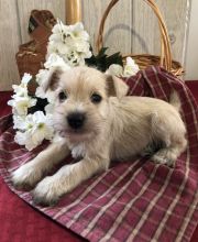 🟥🍁🟥 CKC MALE/FEMALE MINIATURE SCHNAUZER PUPPIES 🟥🍁🟥