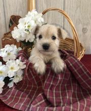 🟥🍁🟥 CKC MALE/FEMALE MINIATURE SCHNAUZER PUPPIES 🟥🍁🟥