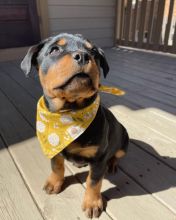 Rottweiler puppies, male and female for adoption