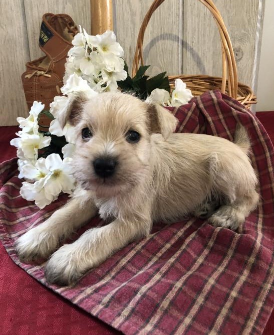 🟥🍁🟥 CKC MALE/FEMALE MINIATURE SCHNAUZER PUPPIES 🟥🍁🟥 Image eClassifieds4u