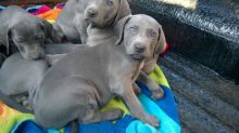 π₯ππ₯ CANADIAN Weimaraner πΆ Puppies for Sale 650$ πΆπΆ Image eClassifieds4u 1