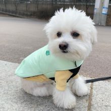 Adorable maltese puppies for adoption