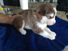Alaskan Malamute Puppies Available Now (12wk Old)