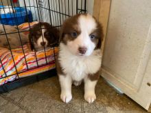Australian Shepherd Puppies Available Now (12wk Old)