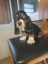Basset Hound Puppies Available Now (12wk Old)