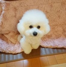 Beautiful bichon frise puppies for adoption