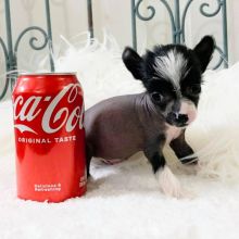 Chinese Crested Dog Puppies Available Now (12wk Old)