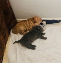 Chinese Shar Pei Puppies Available Now (12wk Old)