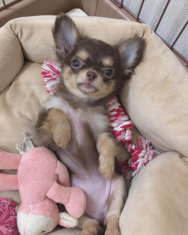 Amazing chihuahua puppies for adoption Image eClassifieds4u