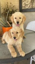 2 Excellent Golden Retriever Pups Image eClassifieds4u 2