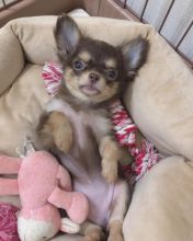 Amazing chihuahua puppies for adoption Image eClassifieds4U
