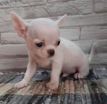 Chihuahua Puppies Available Now (12wk Old) Image eClassifieds4U